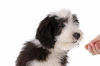 Bearded Collie Puppy