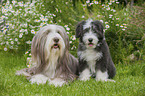 2 Bearded Collies