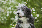 Bearded Collie Puppy