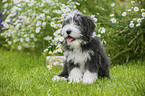 Bearded Collie Puppy