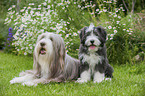 2 Bearded Collies