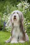 sitting Bearded Collie