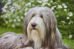 Bearded Collie Portrait