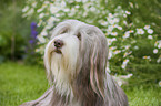 Bearded Collie Portrait