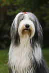 Bearded Collie Portrait