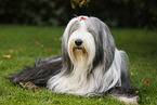 lying Bearded Collie