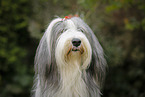 Bearded Collie Portrait