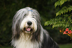 Bearded Collie Portrait