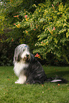 sitting Bearded Collie