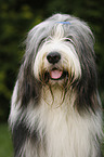Bearded Collie Portrait