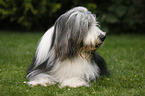 lying Bearded Collie