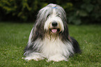 lying Bearded Collie