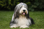 lying Bearded Collie