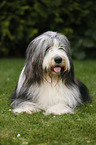 lying Bearded Collie