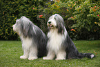 2 Bearded Collies