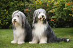 2 Bearded Collies
