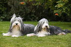 2 Bearded Collies