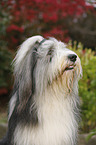 Bearded Collie Portrait
