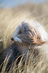sitting Bearded Collie