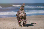 playing Bearded Collie