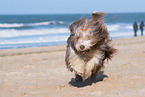 running Bearded Collie