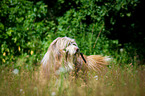 Bearded Collie in the high grass