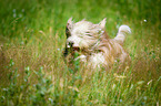 Bearded Collie in the high grass
