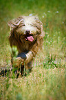 Bearded Collie in the high grass