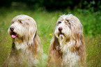Bearded Collie in the high grass
