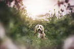 Bearded Collie portrait