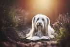 lying Bearded Collie
