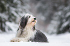 lying Bearded Collie