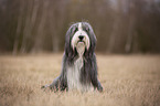 sitting Bearded Collie