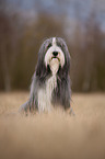 sitting Bearded Collie