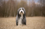 standing Bearded Collie