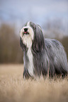 standing Bearded Collie