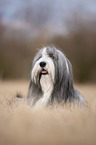 lying Bearded Collie