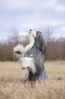 Bearded Collie sits and beg