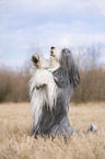 Bearded Collie sits and beg