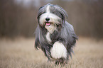 running Bearded Collie