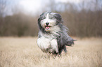 running Bearded Collie