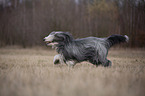 running Bearded Collie
