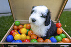 Bearded Collie Puppy