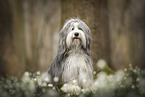 Bearded collie in spring