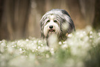Bearded collie in spring