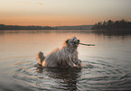 Bearded Collie