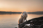 Bearded Collie