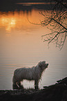 Bearded Collie