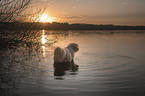 Bearded Collie