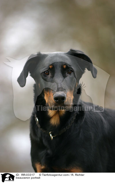 Beauceron im Portrait / beauceron portrait / RR-03317